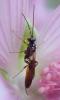 Campopleginae inconnu